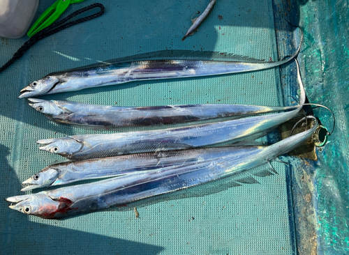 タチウオの釣果