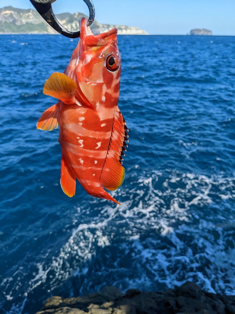 アカハタ