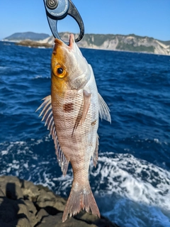 フエフキダイの釣果