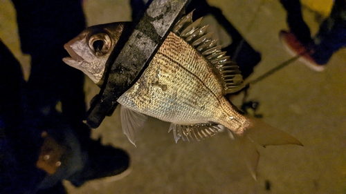 チャリコの釣果