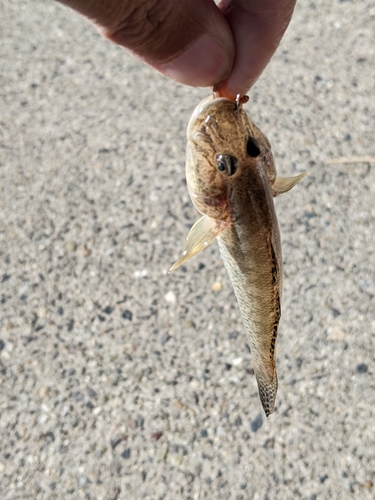 ハゼの釣果