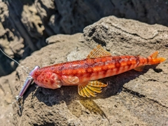 アカエソの釣果