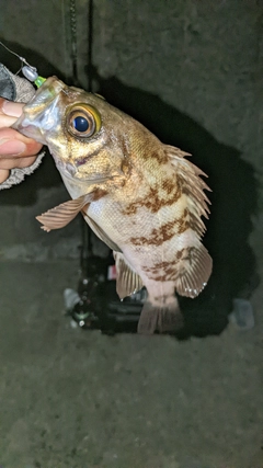 メバルの釣果