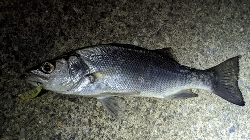 セイゴ（ヒラスズキ）の釣果