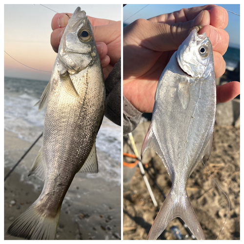 セイゴ（ヒラスズキ）の釣果