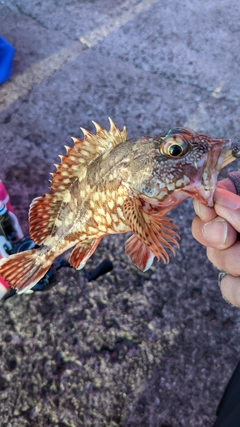 ガシラの釣果