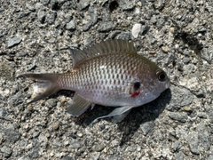 スズメダイの釣果