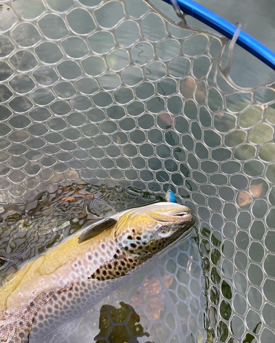 ブラウントラウトの釣果