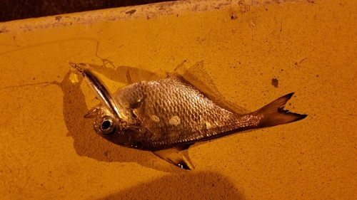 ネンブツダイの釣果