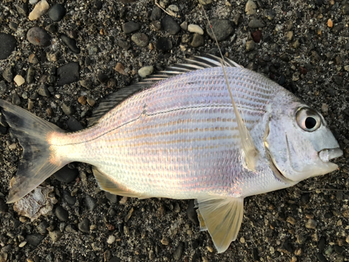 ヘダイの釣果