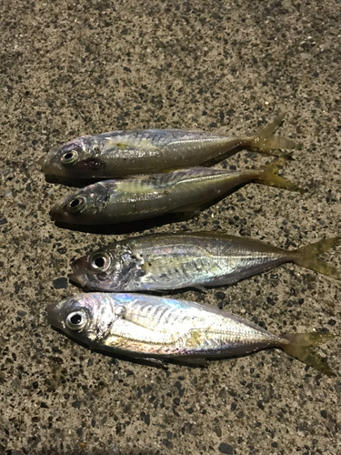 アジの釣果