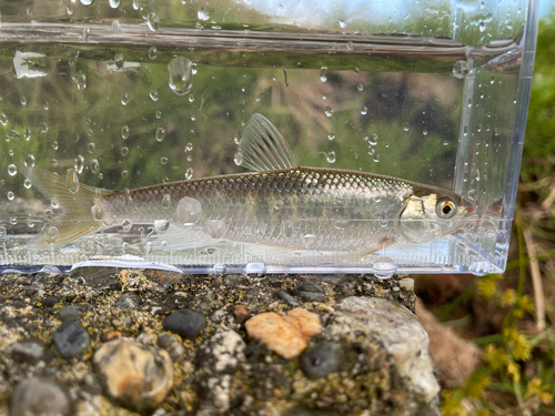 オイカワの釣果