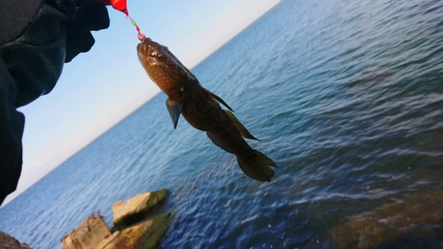 ヌマチチブの釣果