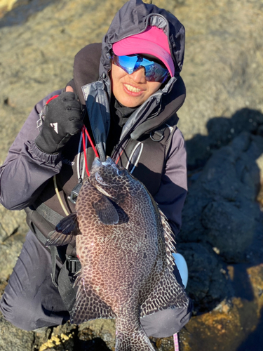 イシガキダイの釣果