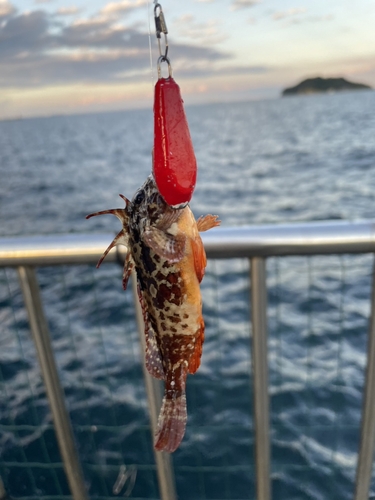 ハオコゼの釣果