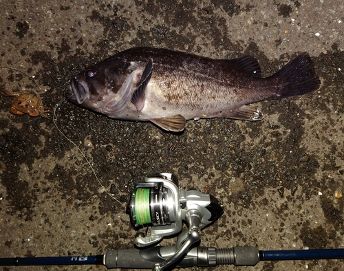 クロソイの釣果