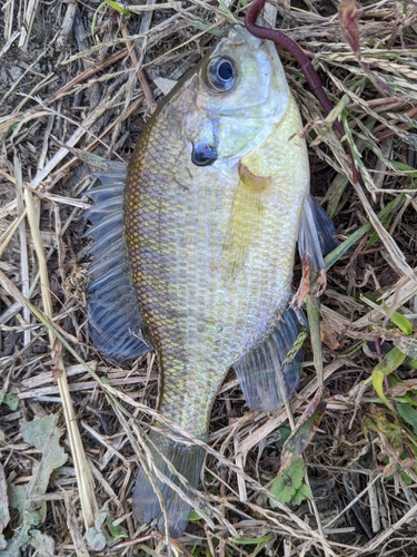 ブルーギルの釣果