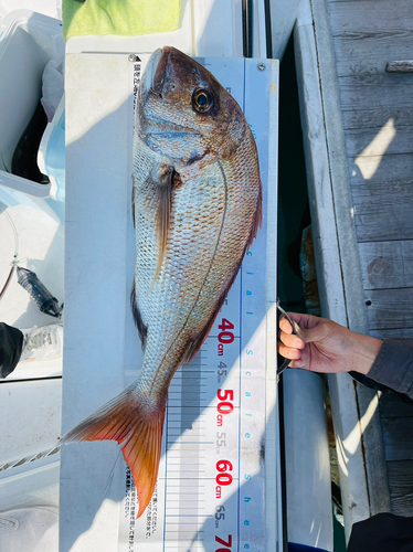 マダイの釣果