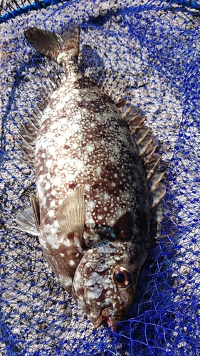 アイゴの釣果