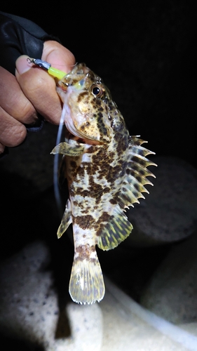 タケノコメバルの釣果