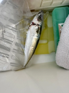 サバの釣果