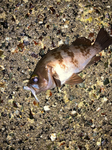 メバルの釣果