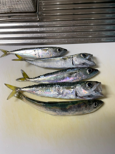 サバの釣果