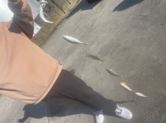 マアジの釣果