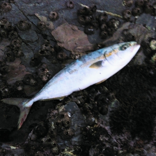 ハマチの釣果