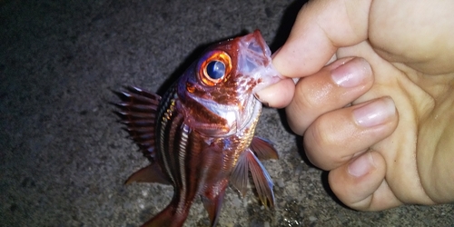 アヤメエビスの釣果