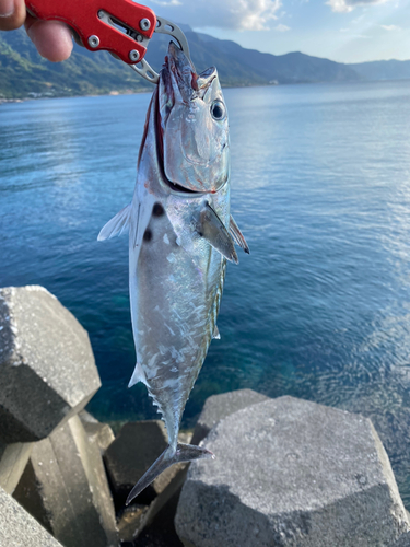 カツオの釣果