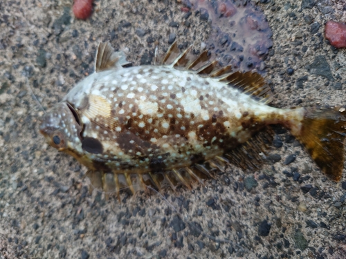 アイゴの釣果