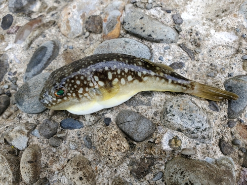 クサフグの釣果