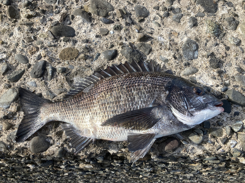 チヌの釣果