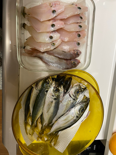 アジの釣果