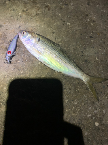 コノシロの釣果