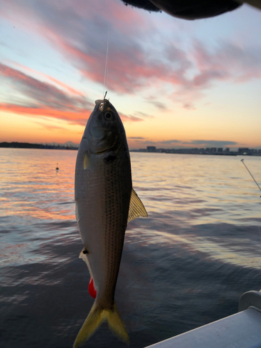 カタクチイワシの釣果