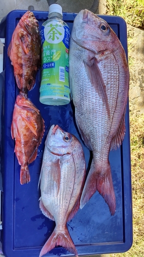 マダイの釣果