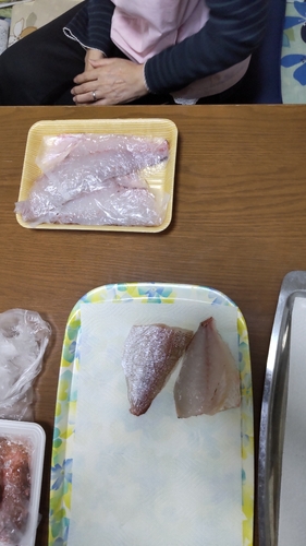 マダイの釣果