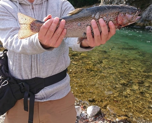 ニジマスの釣果