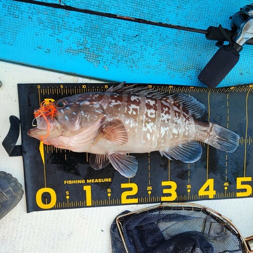 マハタの釣果