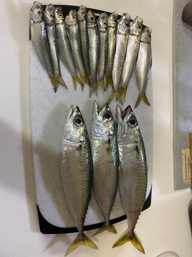 サバの釣果