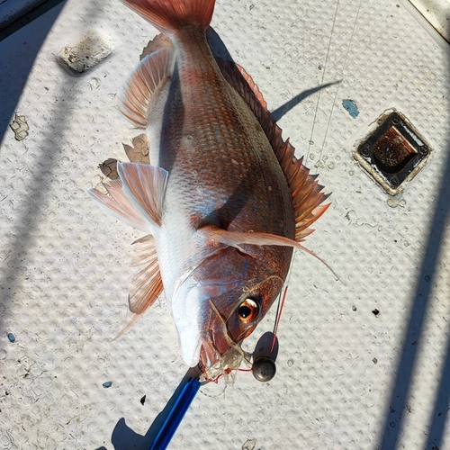 マダイの釣果