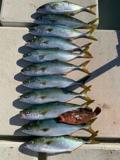 ハマチの釣果