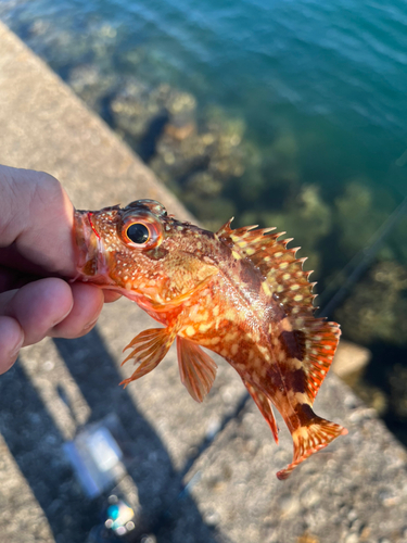 カサゴの釣果