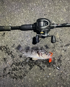 クロソイの釣果