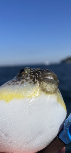 フグの釣果