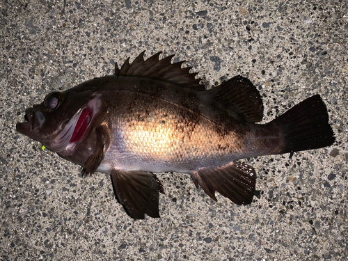 メバルの釣果