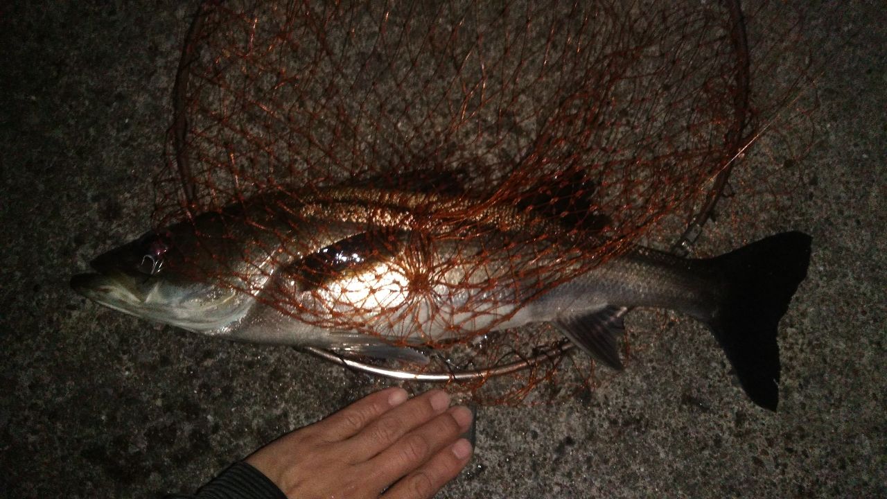 フッコ（マルスズキ）