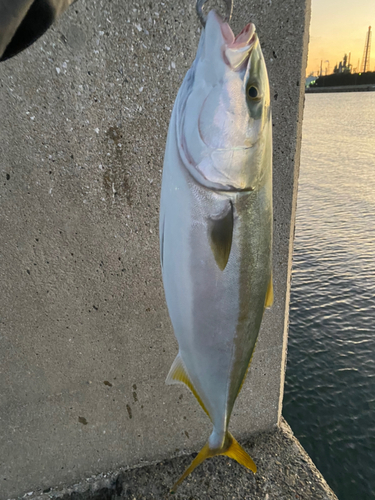 メジロの釣果